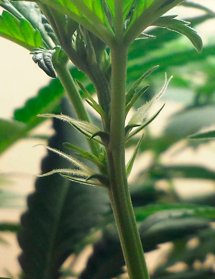 Макрофотография мужского прецвета на молодом растении конопли