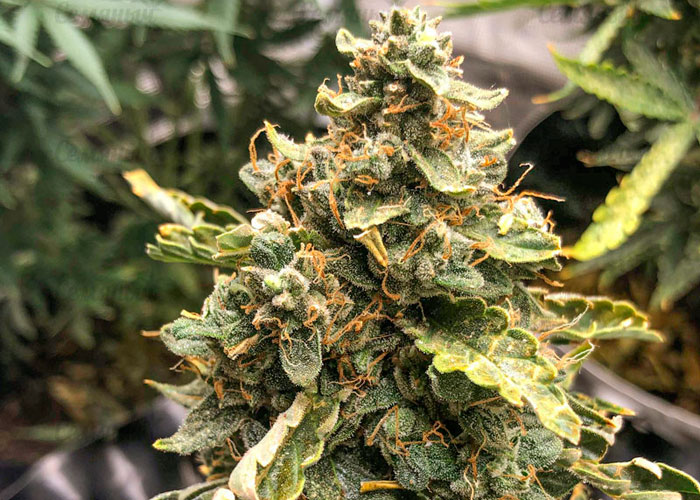 Auto Compassion Lime