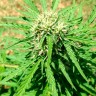 заказать семена конопли почтой Auto Somango feminised