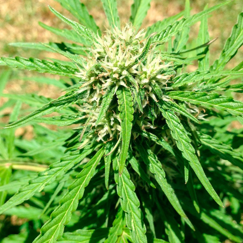 заказать семена конопли почтой Auto Somango feminised