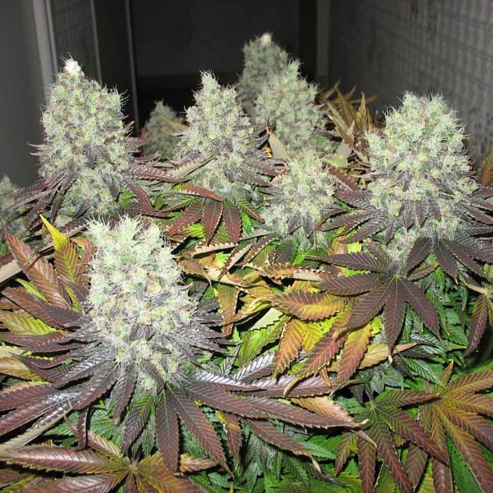 Семена конопли  Amsterdam Flame regular Ganja Seeds