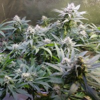 Original Berry feminised Victory Seeds