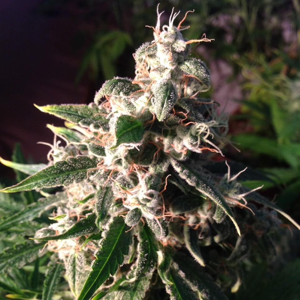 Семена  Auto Think Different feminised Ganja Seeds