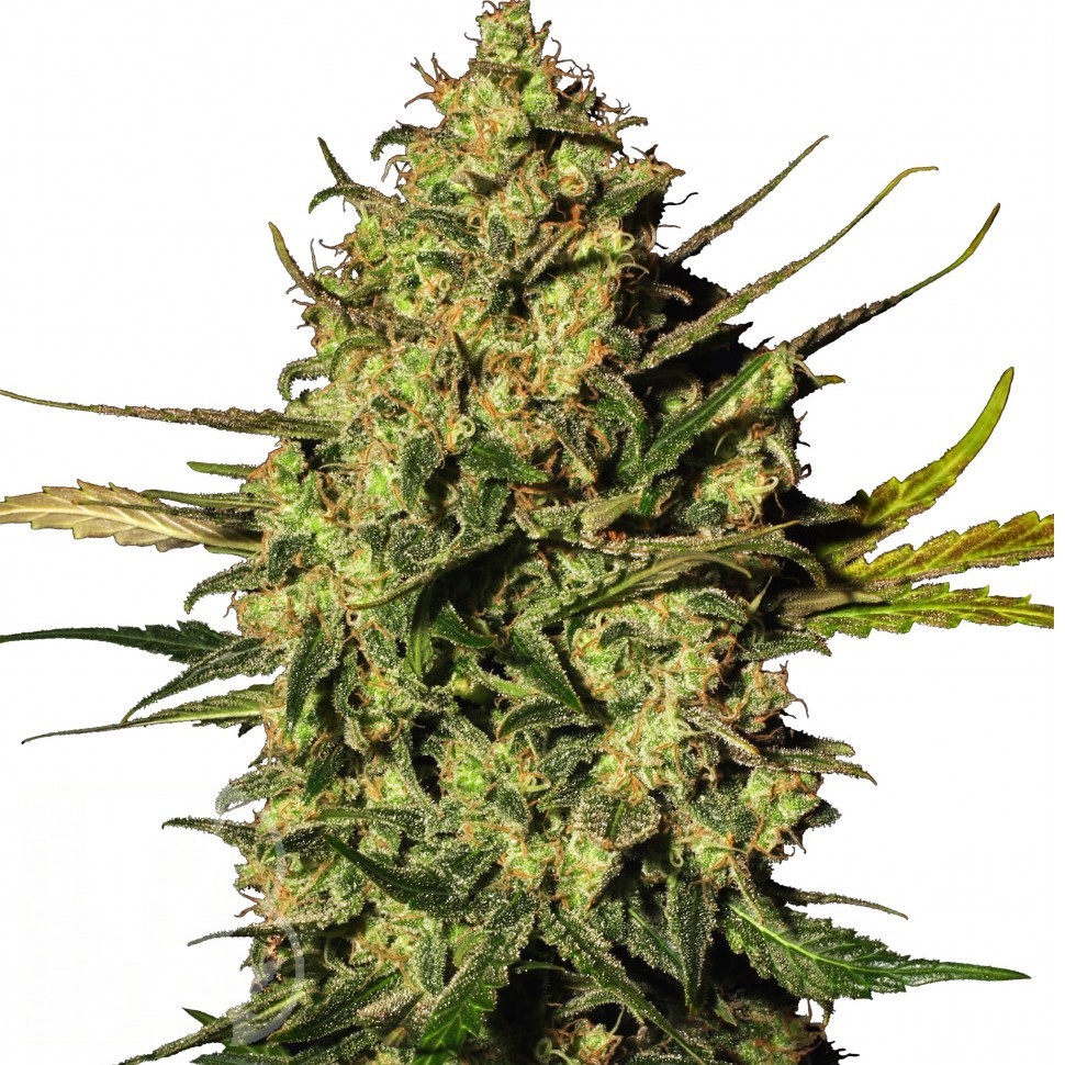Семена  Auto Think Different feminised Ganja Seeds