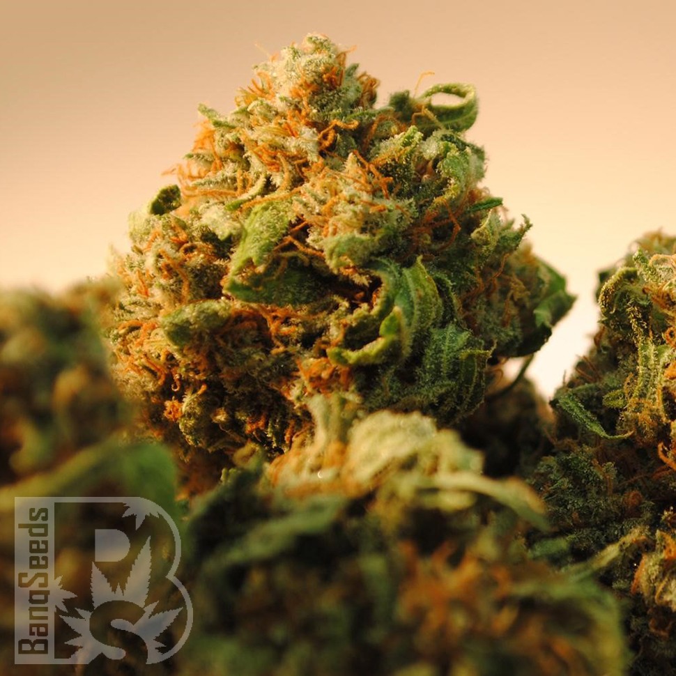 Bubble Yam feminised Ganja Seeds