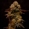 Bubble Yam feminised Ganja Seeds