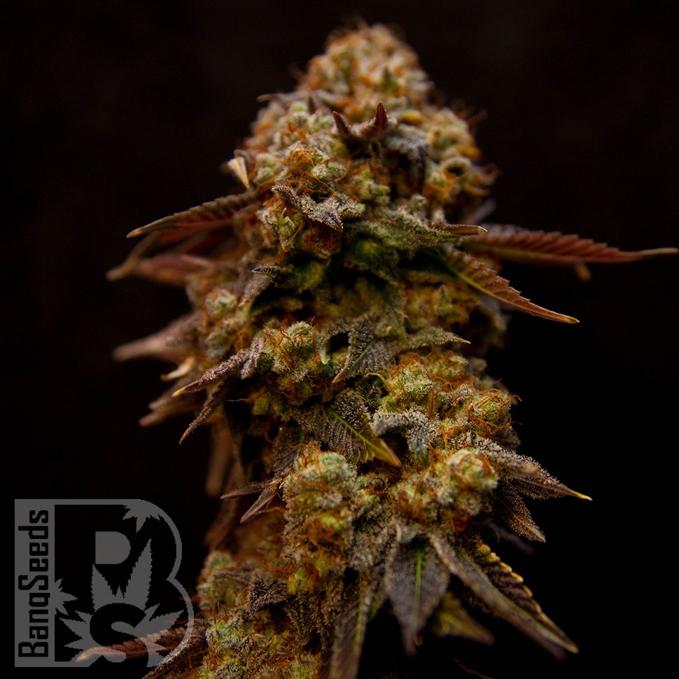 Bubble Yam feminised Ganja Seeds