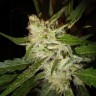 Семена  Super Stinky feminised Ganja Seeds