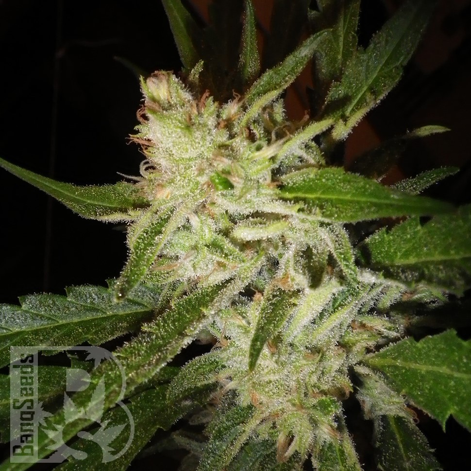 Семена  Super Stinky feminised Ganja Seeds