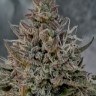 Семена  Super Stinky feminised Ganja Seeds