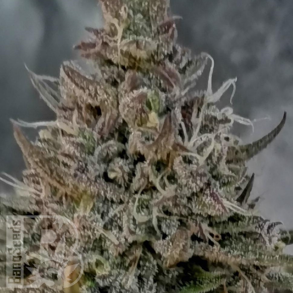 Семена  Super Stinky feminised Ganja Seeds