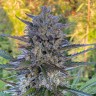 Семена  Super Stinky feminised Ganja Seeds