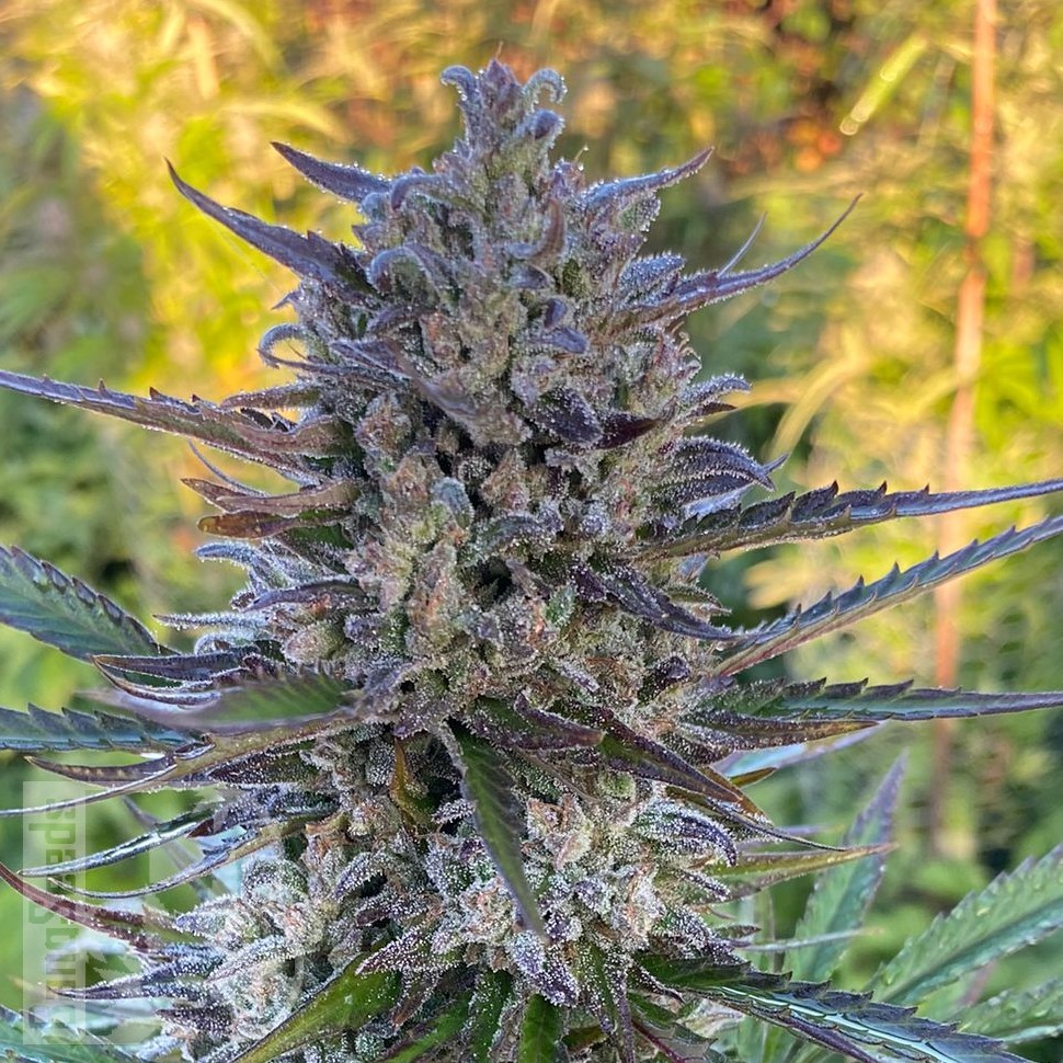 Семена  Super Stinky feminised Ganja Seeds