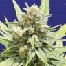Семена  Super Stinky feminised Ganja Seeds