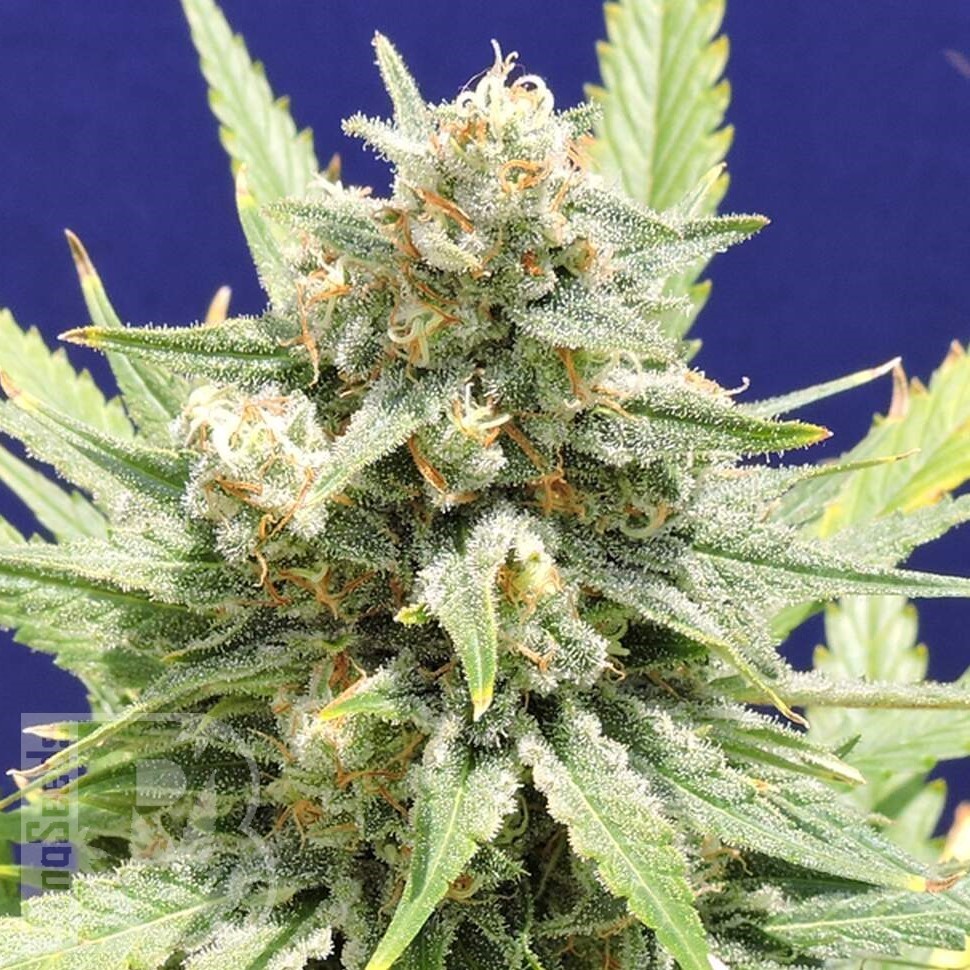 Семена  Super Stinky feminised Ganja Seeds