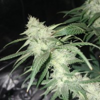 Original Limonade Skunk feminised Victory Seeds