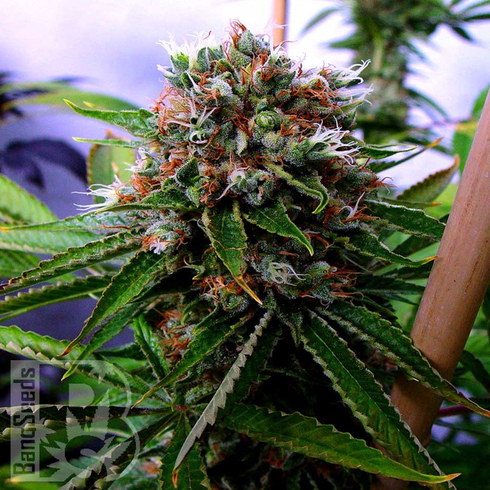 Buddha's Sativa feminised Ganja Seeds