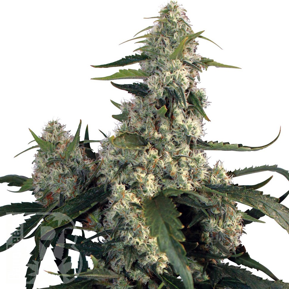 Buddha's Sativa feminised Ganja Seeds
