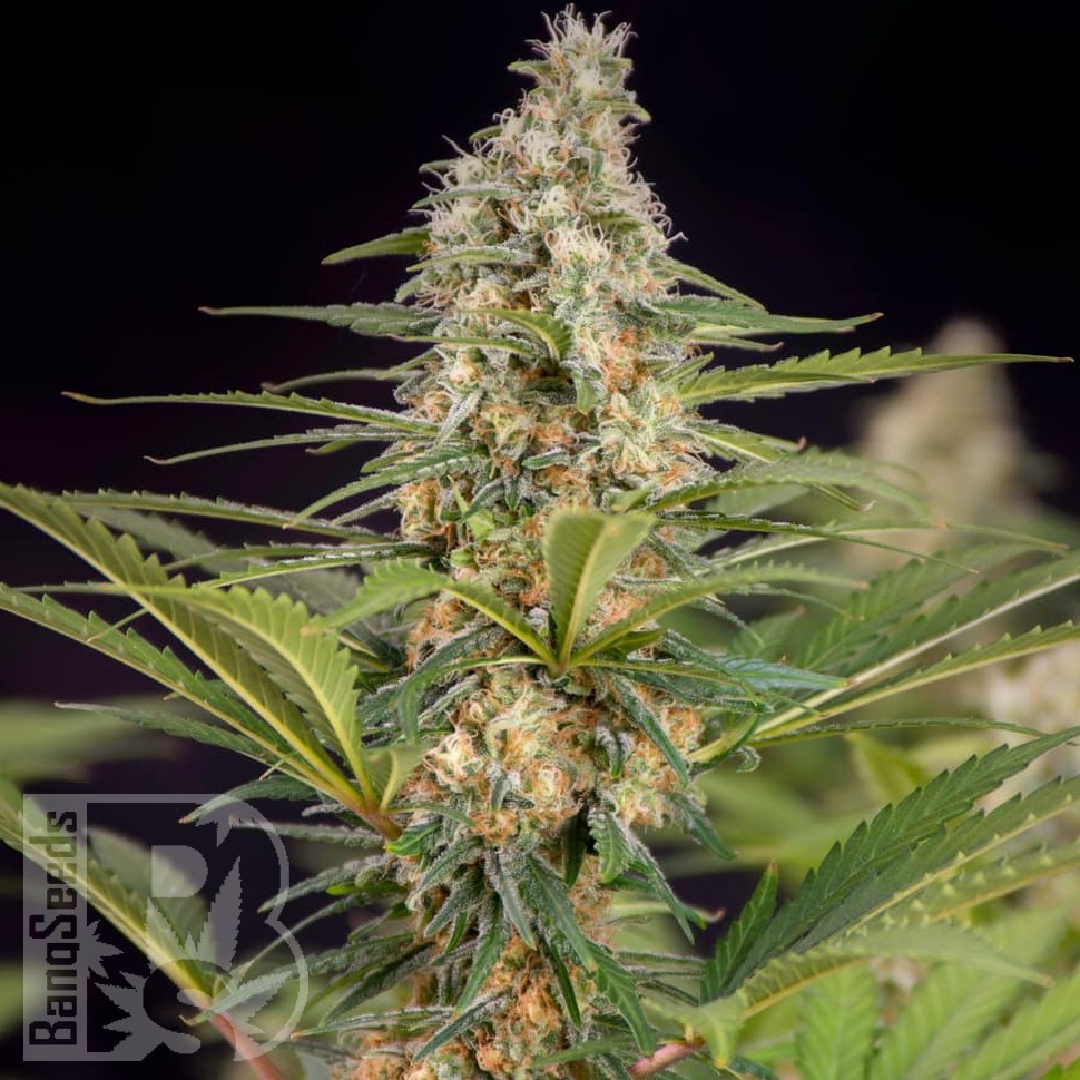 Семена марихуаны  The Church feminised Ganja Seeds