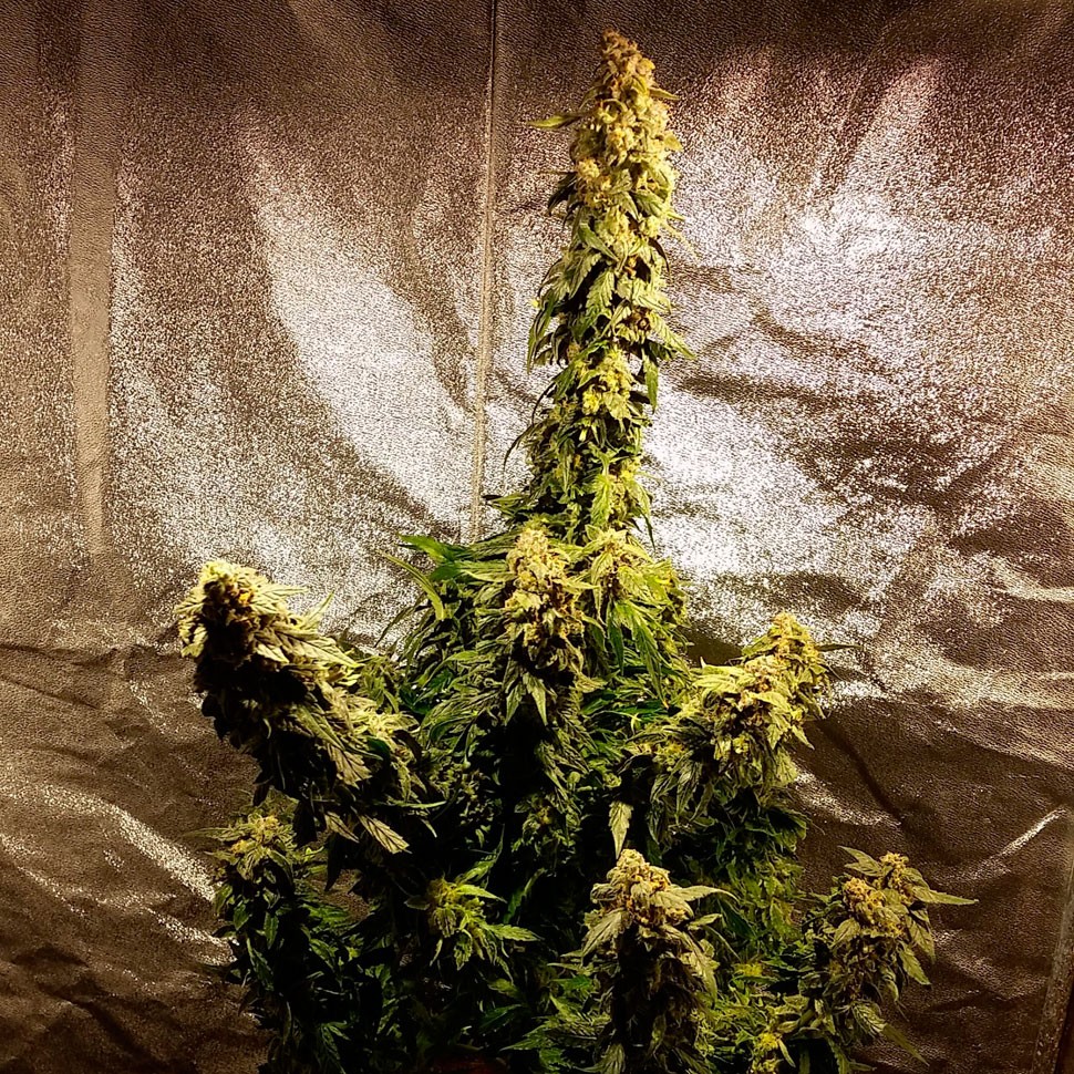 купить семена конопли недорого Auto Jack Herer feminised