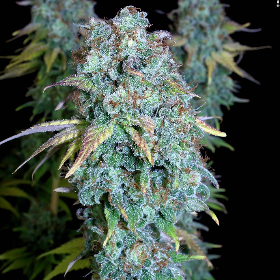 Семена ганжа  Magic Bud regular Ganja Seeds