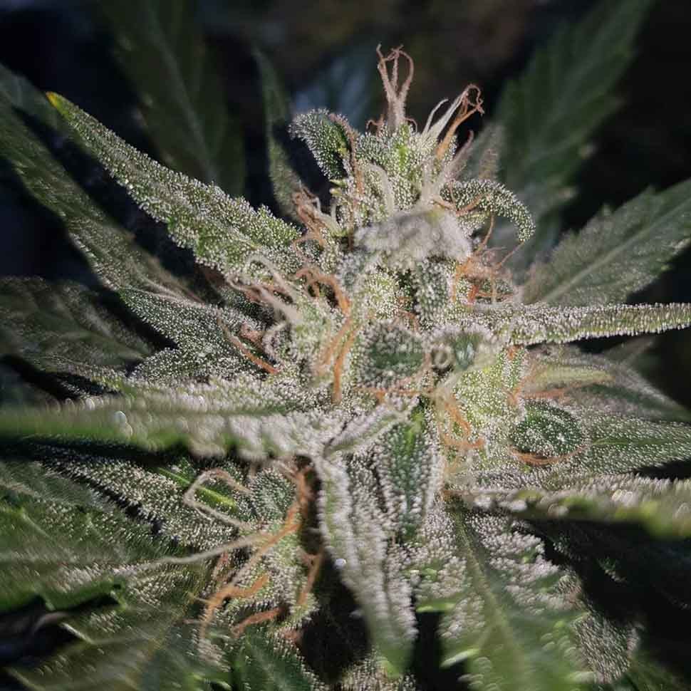 Семена марихуаны  Blue Cheese regular Ganja Seeds