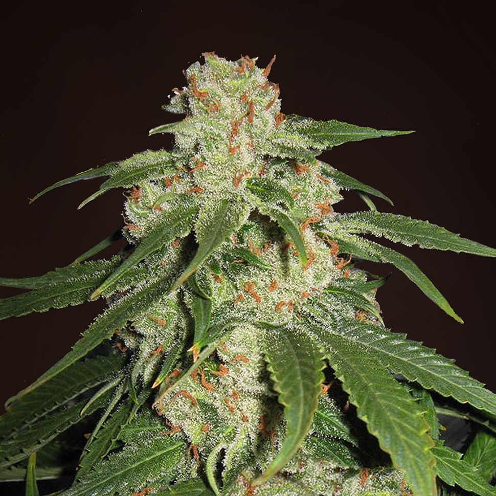 Семена марихуаны  Jack Herer feminised Neuro Seeds