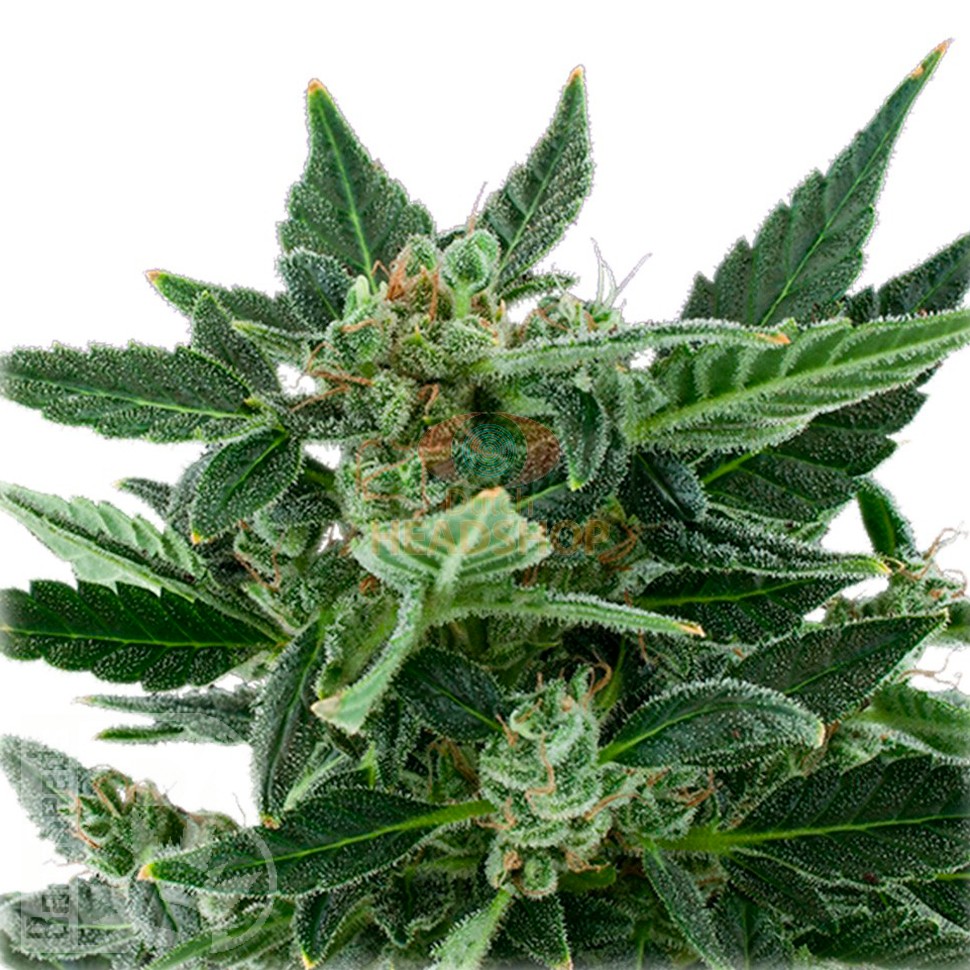 Auto Royal Kush feminised Ganja Seeds купить