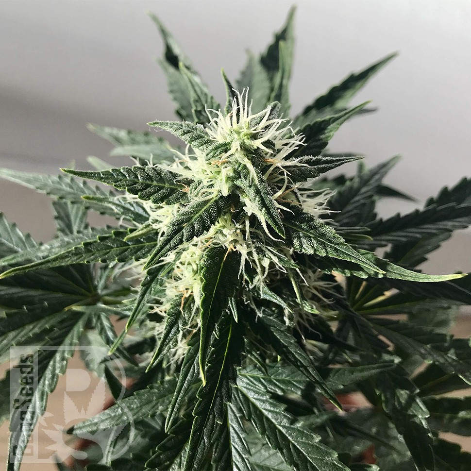 Auto Royal Kush feminised Ganja Seeds заказать