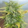 Семена каннабиса  Auto Royal Kush feminised Ganja Seeds