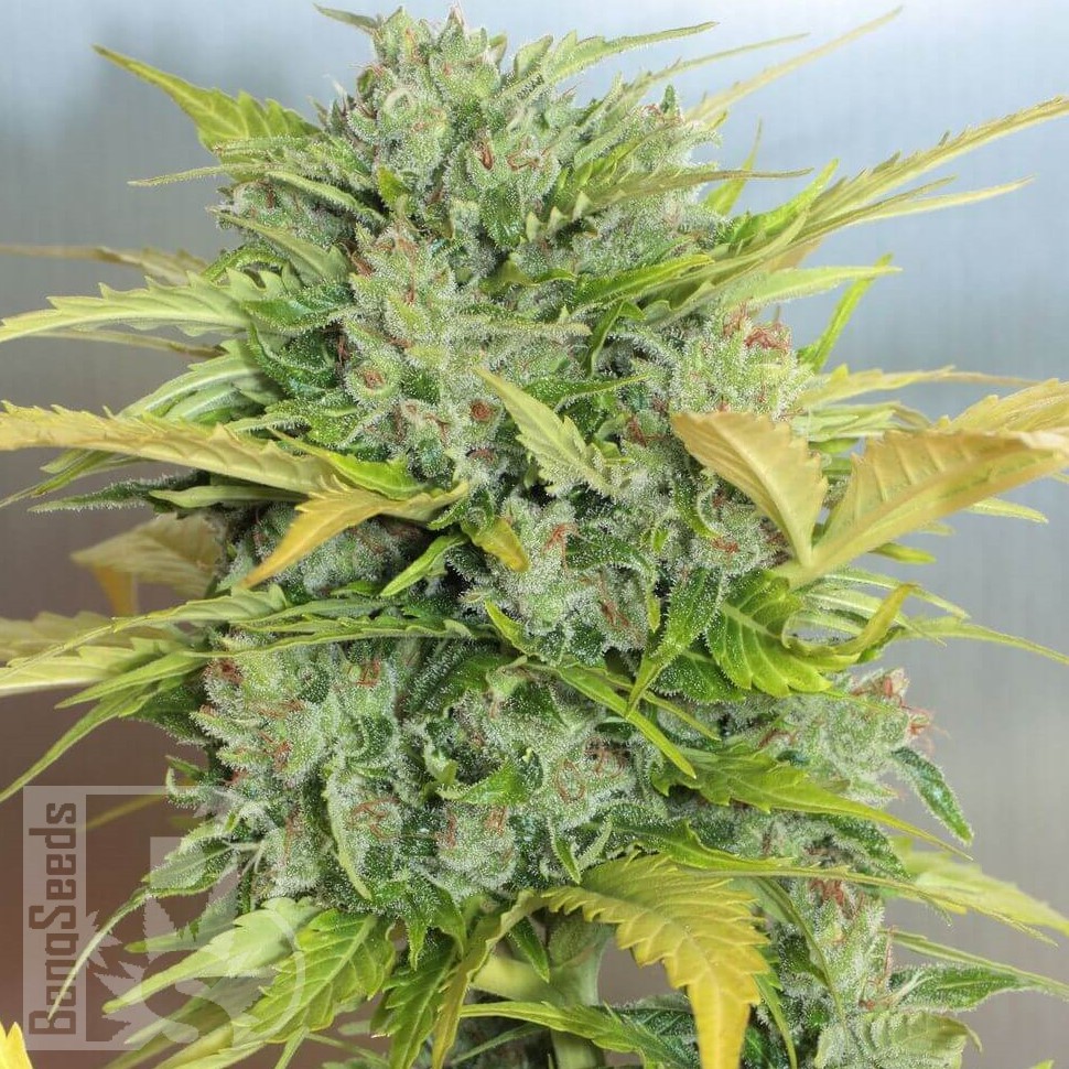 Семена каннабиса  Auto Royal Kush feminised Ganja Seeds