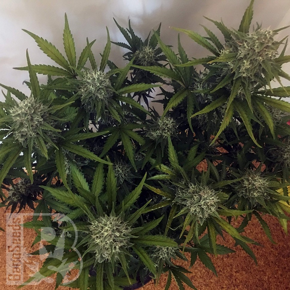Cheese Berries feminised Ganja Seeds