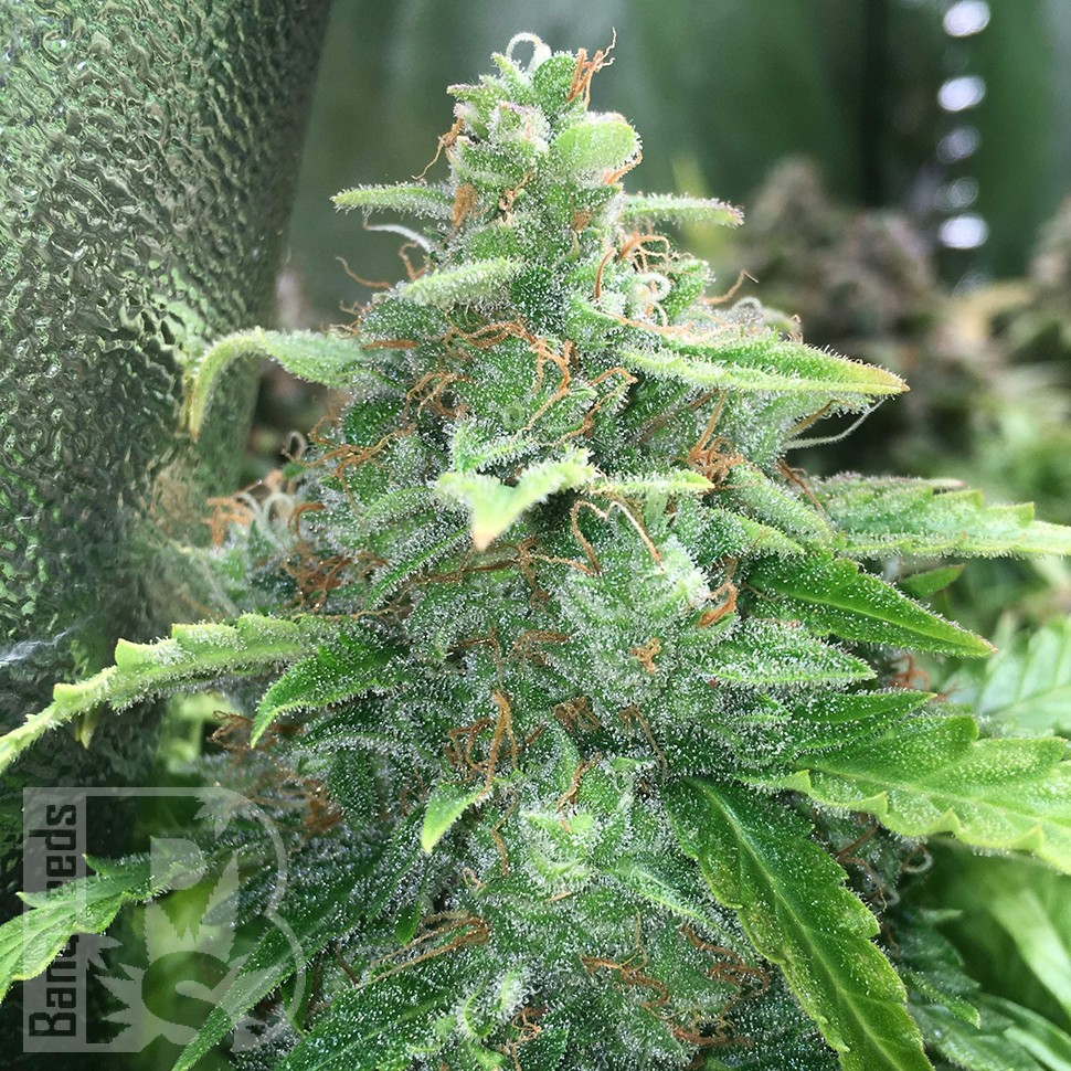 Cheese Berries feminised Ganja Seeds