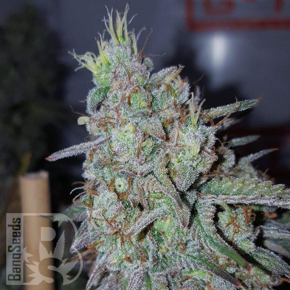 Cheese Berries feminised Ganja Seeds