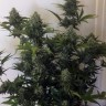 Cheese Berries feminised Ganja Seeds