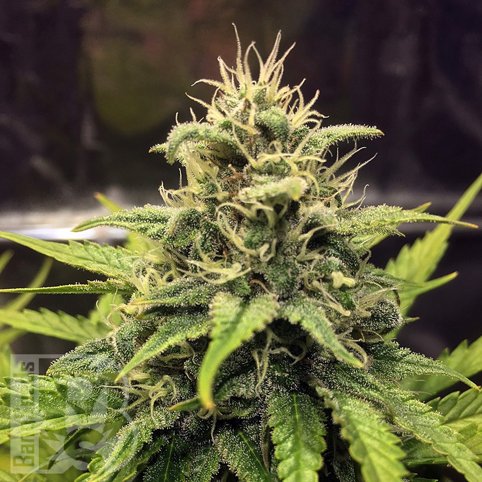 Cheese Berries feminised Ganja Seeds