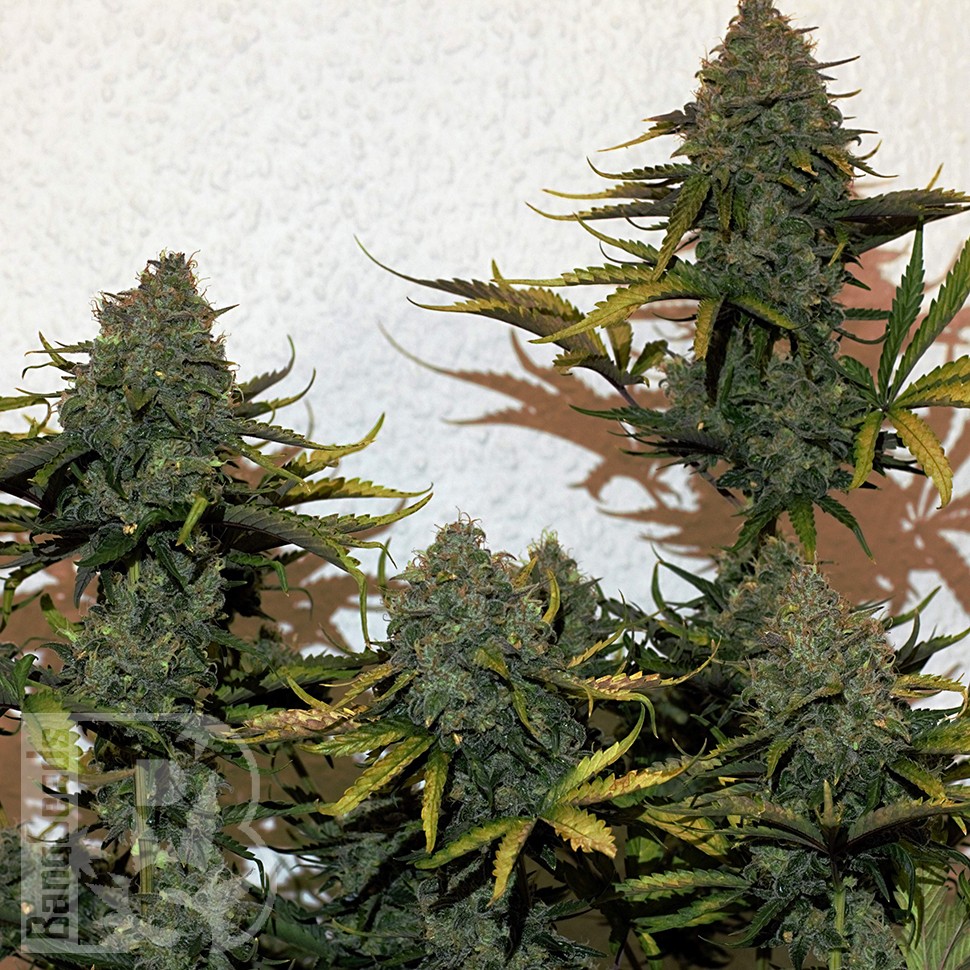Cheese Berries feminised Ganja Seeds