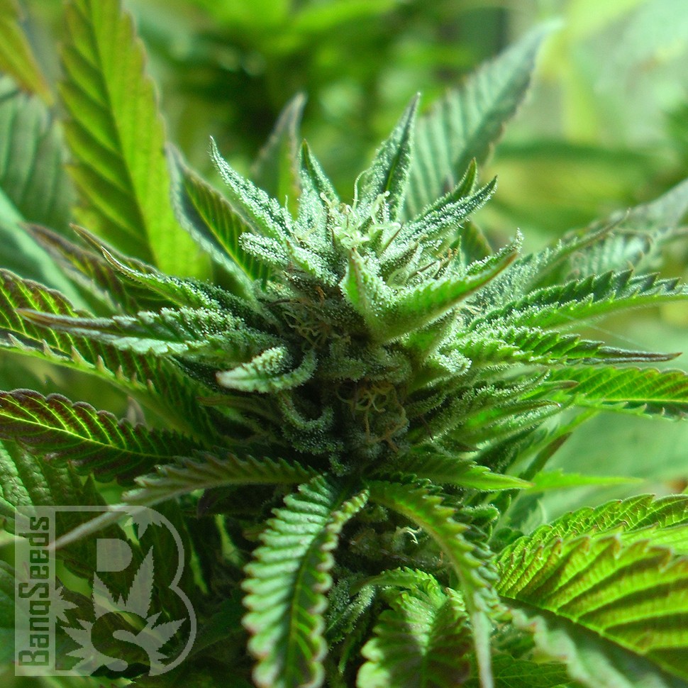 Семена  The Doctor feminised Ganja Seeds