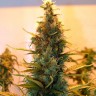 Семена  The Doctor feminised Ganja Seeds