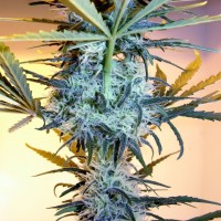 Neuron feminised Neuro Seeds