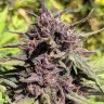 семена конопли в Казахстане Blueberry feminised Ganja Seeds