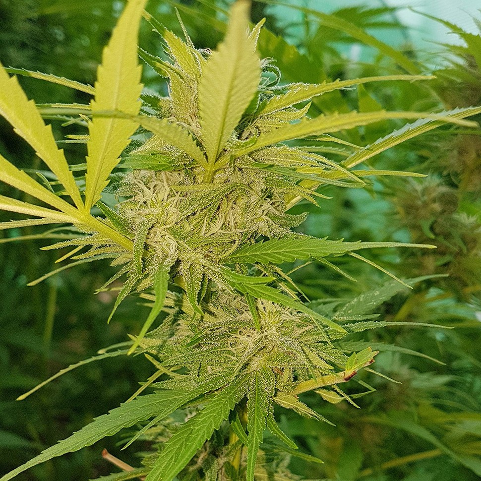 семена конопли Blueberry feminised Ganja Seeds