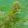 семена каннабиса Blueberry feminised Ganja Seeds