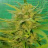 семена конопли в Казахстане Blueberry feminised Ganja Seeds