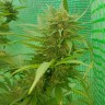 семена марихуаны Blueberry feminised Ganja Seeds