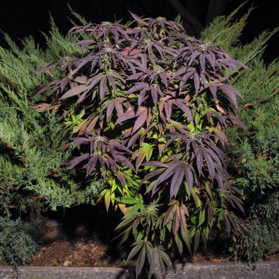 семена конопли в Казахстане Blueberry feminised Ganja Seeds