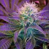 семена конопли в Казахстане Blueberry feminised Ganja Seeds