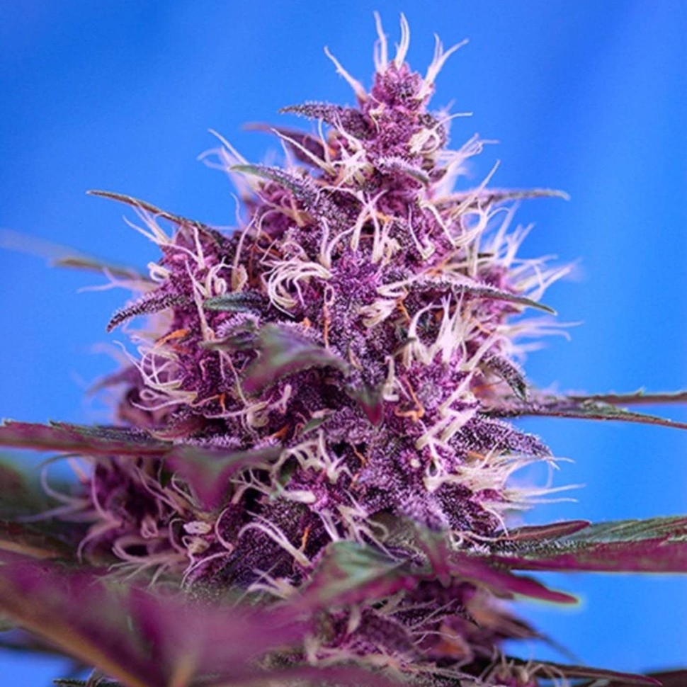 качественные семена конопли Blueberry feminised Ganja Seeds