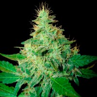 Auto Royal Haze feminised Ganja Seeds