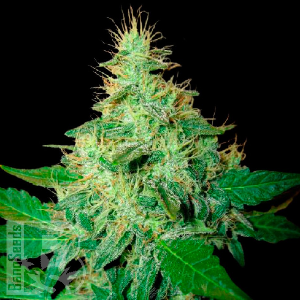 Семена  Auto Royal Haze feminised Ganja Seeds